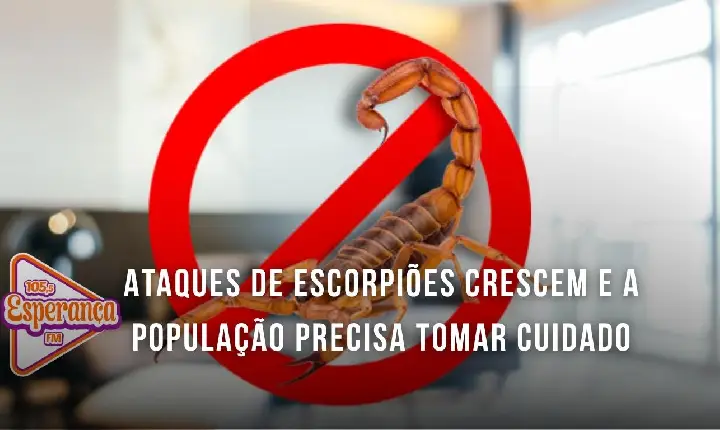 Ataques de escorpiões crescem e a população precisa tomar cuidado