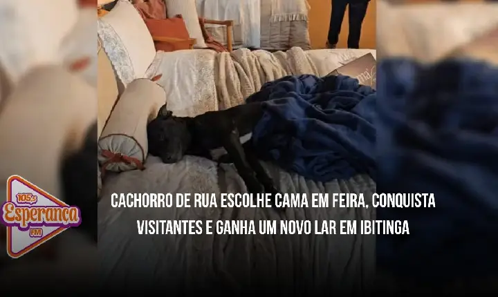 Cachorro de rua escolhe cama em feira, conquista visitantes e ganha um novo lar em Ibitinga