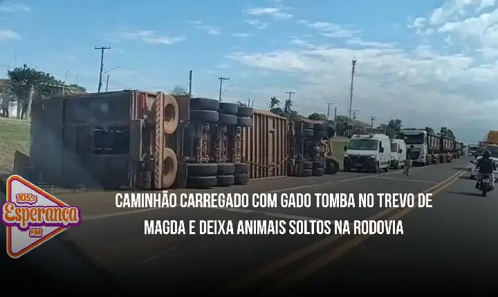 Caminhão carregado com gado tomba no trevo de Magda e deixa animais soltos na rodovia