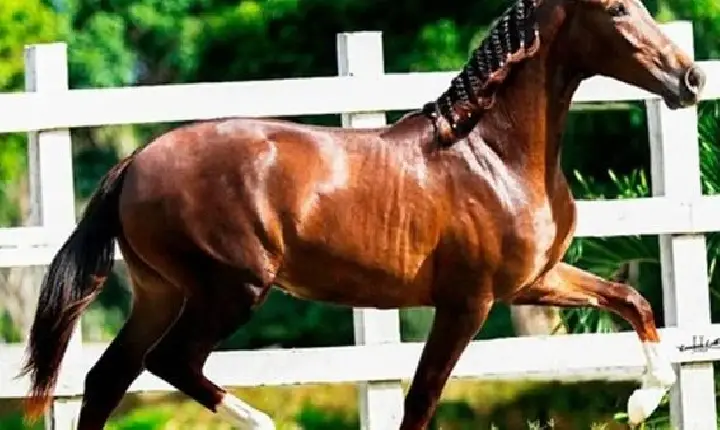 Cavalo de R$ 12 milhões morre após comer ração contaminada; 657 equinos foram intoxicados
