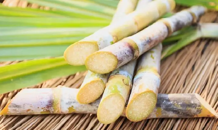 Curso gratuito de processamento de cana-de-açúcar está com inscrições abertas em Novo Horizonte