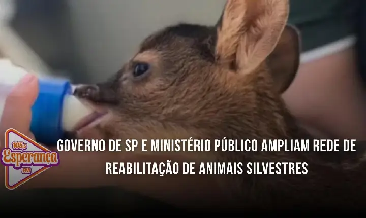Governo de SP e Ministério Público ampliam rede de reabilitação de animais silvestres