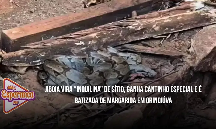 Jiboia vira “inquilina” de sítio, ganha cantinho especial e é batizada de Margarida em Orindiúva
