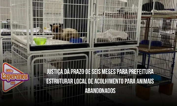 Justiça dá prazo de seis meses para Prefeitura estruturar local de acolhimento para animais abandonados