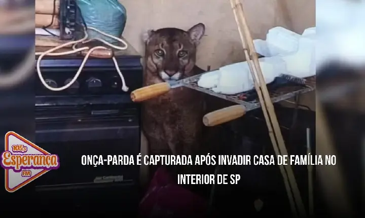 Onça-parda é capturada após invadir casa de família no interior de SP