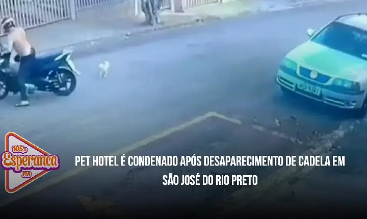 Pet hotel é condenado após desaparecimento de cadela em São José do Rio Preto
