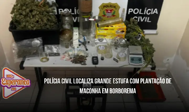 Polícia Civil localiza grande estufa com plantação de maconha em Borborema