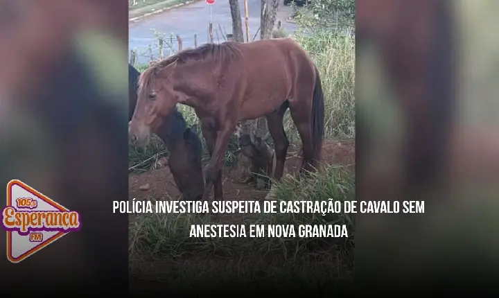 Polícia investiga suspeita de castração de cavalo sem anestesia em Nova Granada