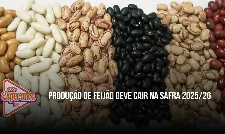 Produção de feijão deve cair na safra 2025/26