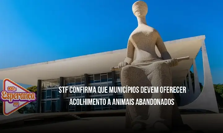 STF confirma que municípios devem oferecer acolhimento a animais abandonados e vítimas de maus-tratos