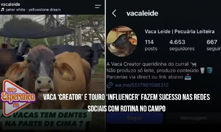 Vaca ‘creator’ e touro ‘influencer’ fazem sucesso nas redes sociais com rotina no campo