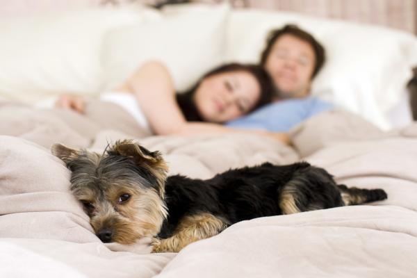 Dormir com cães e gatos é perigoso?
