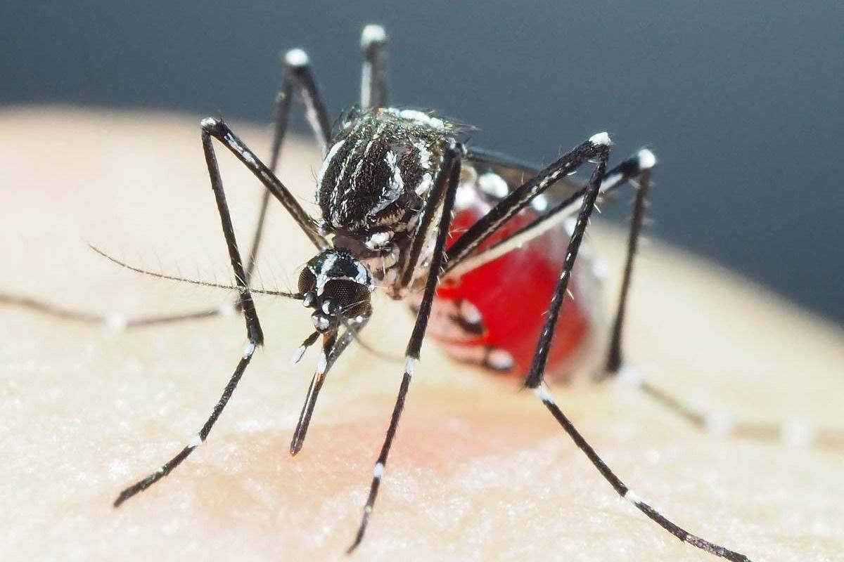 Dengue começa o ano em alta e Brasil
