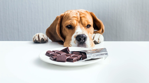 Consumo de chocolate é perigoso para os pets