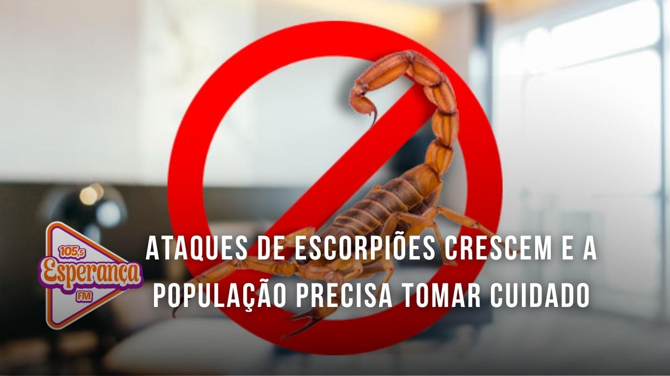 Ataques de escorpiões crescem e a população precisa tomar cuidado