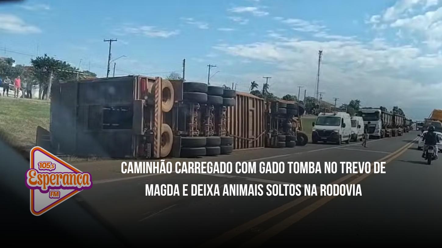 Caminhão carregado com gado tomba no trevo de Magda e deixa animais soltos na rodovia