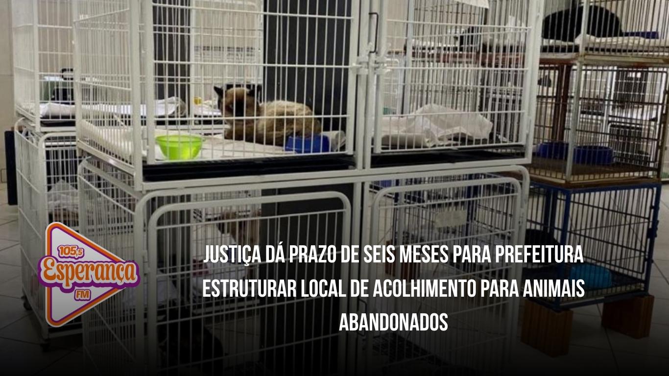 Justiça dá prazo de seis meses para Prefeitura estruturar local de acolhimento para animais abandonados