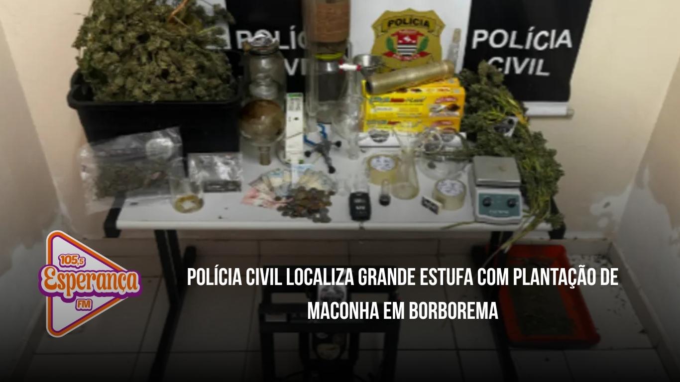 Polícia Civil localiza grande estufa com plantação de maconha em Borborema