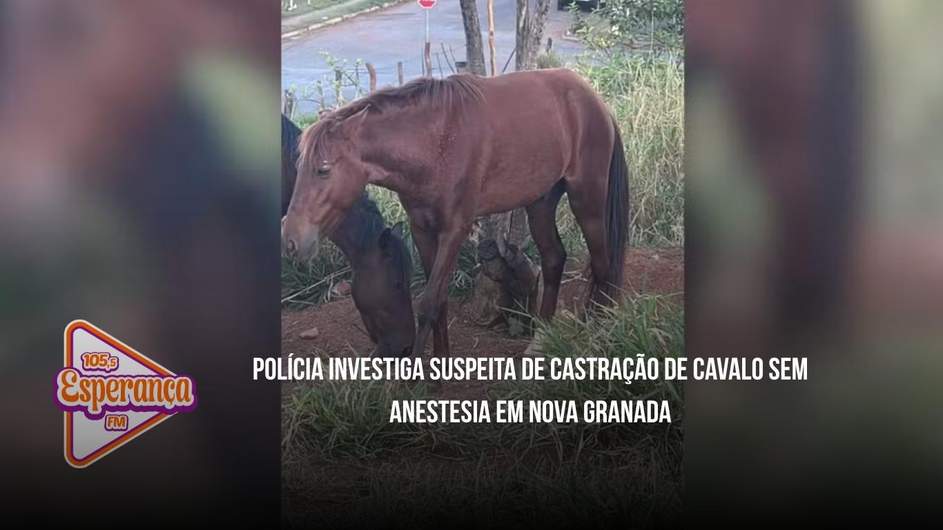 Polícia investiga suspeita de castração de cavalo sem anestesia em Nova Granada