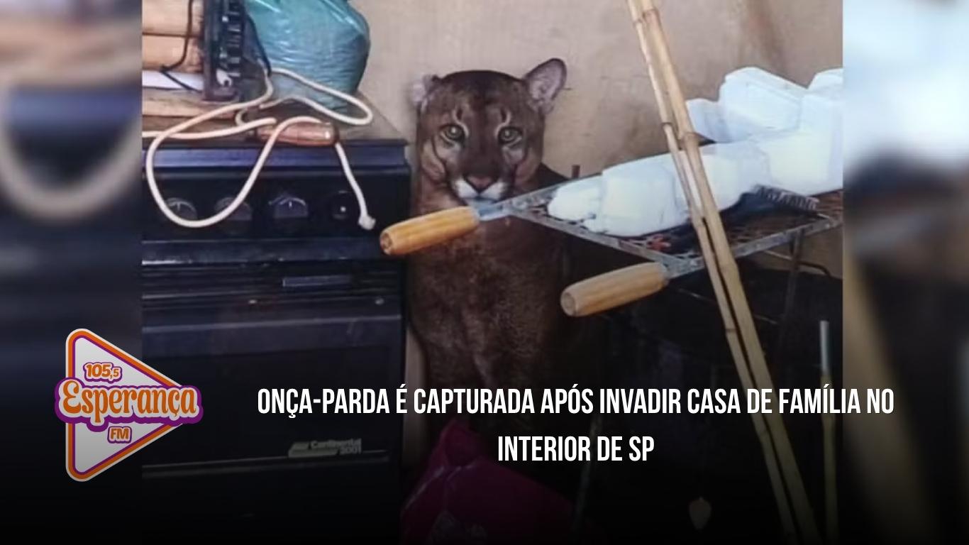 Onça-parda é capturada após invadir casa de família no interior de SP