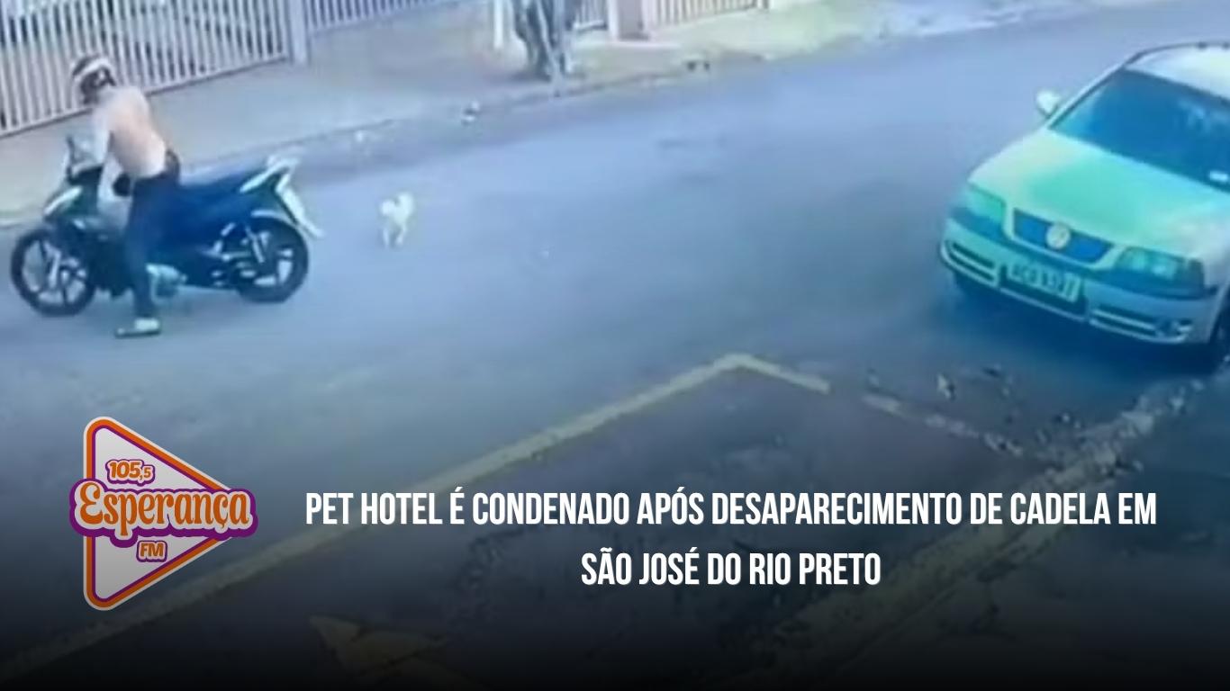 Pet hotel é condenado após desaparecimento de cadela em São José do Rio Preto