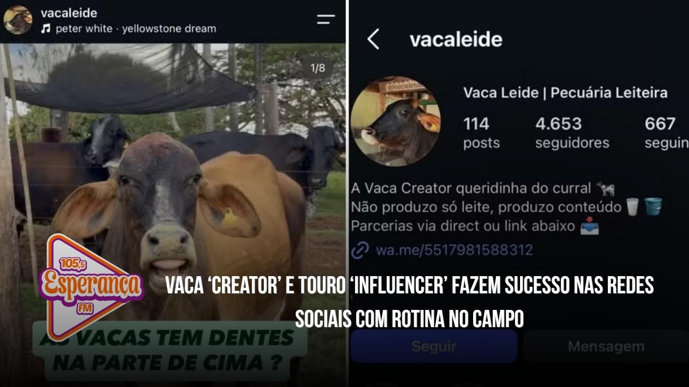 Vaca ‘creator’ e touro ‘influencer’ fazem sucesso nas redes sociais com rotina no campo