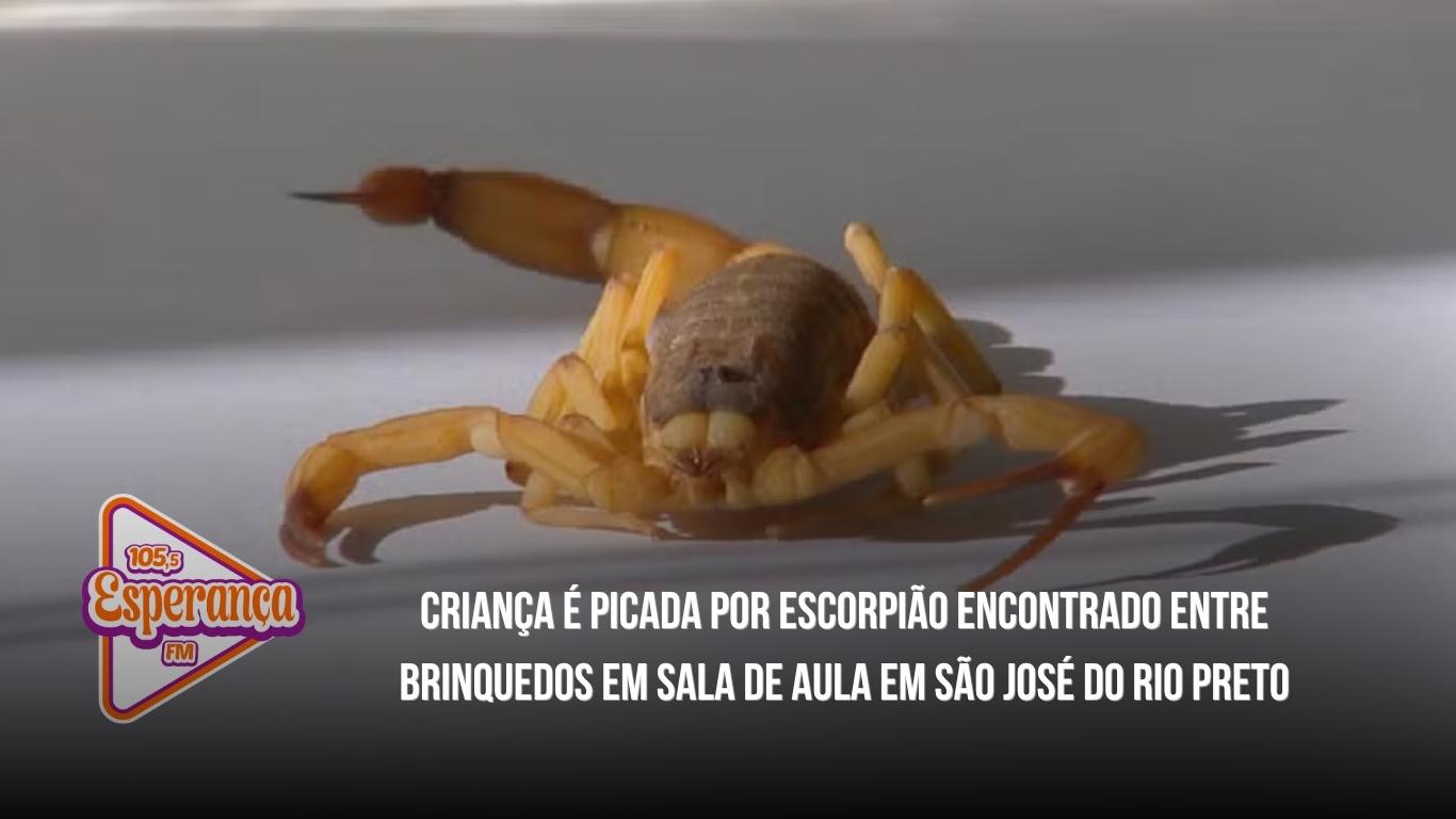 Criança é picada por escorpião encontrado entre brinquedos em sala de aula em São José do Rio Preto