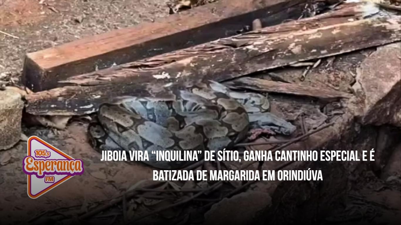Jiboia vira “inquilina” de sítio, ganha cantinho especial e é batizada de Margarida em Orindiúva
